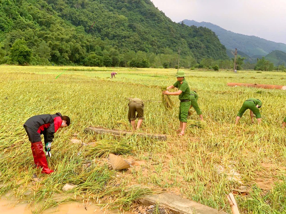 Xúc động hình ảnh Công an Thanh Hoá xuống đồng gặt lúa giúp dân chạy bão số 10 - ảnh 4