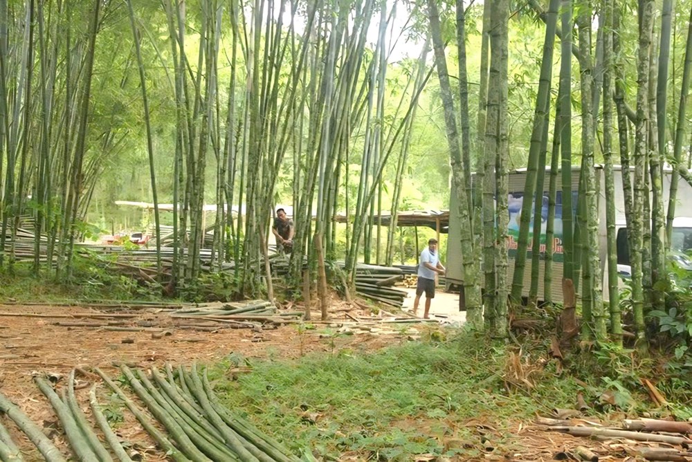 Thanh Hóa: “Cây xóa đói giảm nghèo” hồi sinh trên vùng núi - ảnh 1