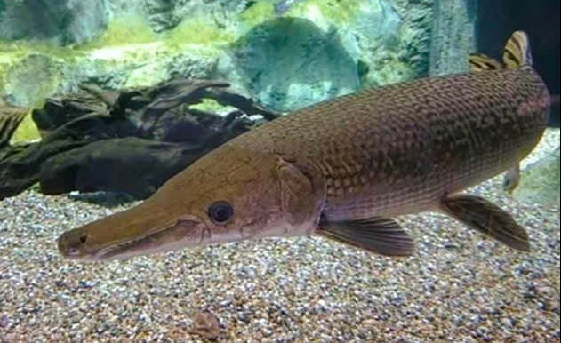 Sở Y tế Thanh Hóa thông tin chính chức vụ ngộ độc do ăn trứng cá Phúc Lộc Thọ - ảnh 1