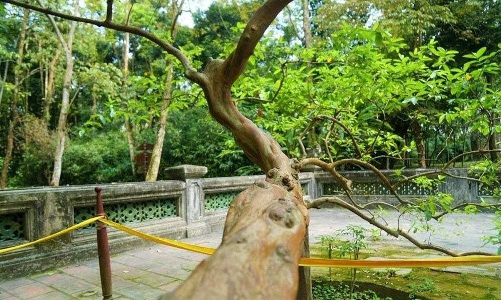 Chạm vào là “cười”: Bí ẩn cây ổi trăm tuổi ở Lam Kinh - ảnh 2