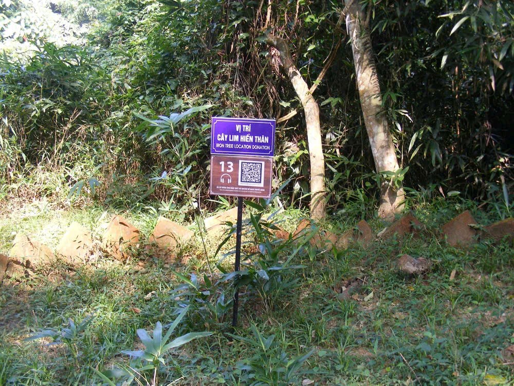 Cây lim “hiến thân” và bí ẩn giữa đất thiêng Lam Kinh - ảnh 2