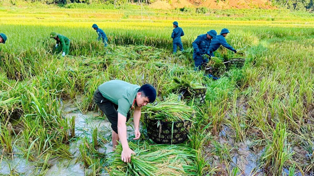 Xúc động màu áo công an xuống đồng giúp dân chạy mùa giữa nắng gắt - ảnh 2