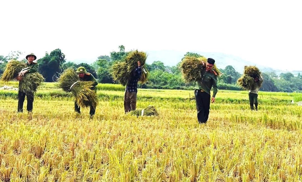 Xúc động màu áo công an xuống đồng giúp dân chạy mùa giữa nắng gắt - ảnh 5