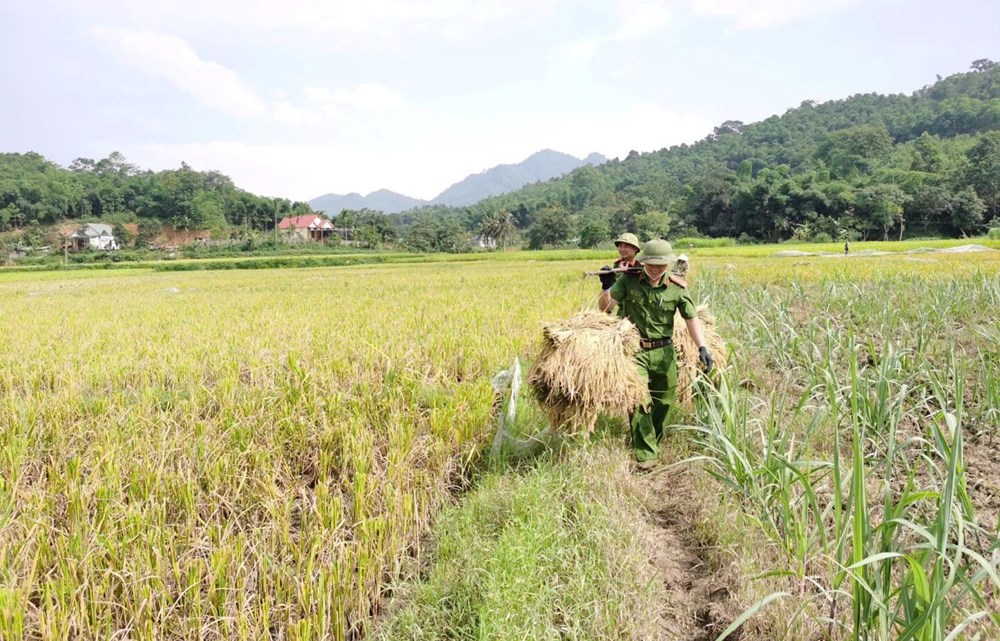 Xúc động màu áo công an xuống đồng giúp dân chạy mùa giữa nắng gắt - ảnh 4