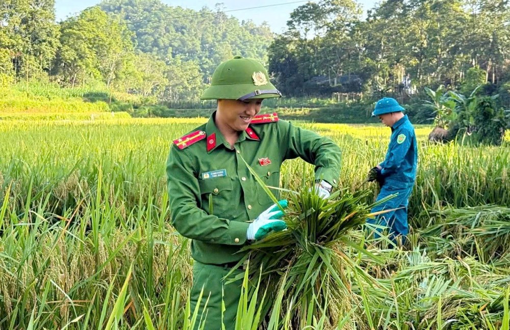 Xúc động màu áo công an xuống đồng giúp dân chạy mùa giữa nắng gắt - ảnh 3