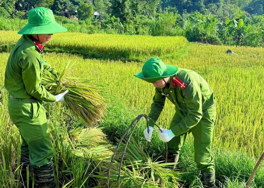 Xúc động màu áo công an xuống đồng giúp dân chạy mùa giữa nắng gắt - ảnh 1