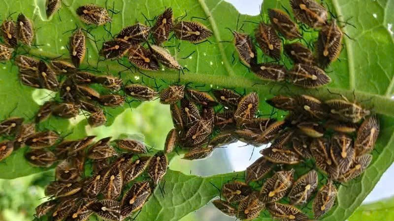 Ăn bọ xít rừng tự bắt, 6 người ở Thanh Hóa nghi ngộ độc phải nhập viện - ảnh 1