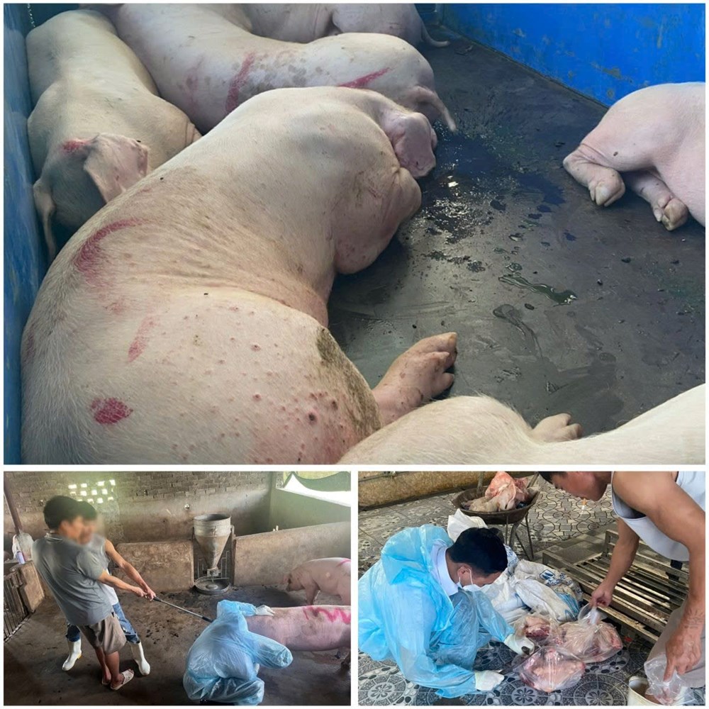 Bất chấp dịch bệnh, 4 người đưa lợn nhiễm dịch tả châu Phi ra chợ bán kiếm lời - ảnh 1