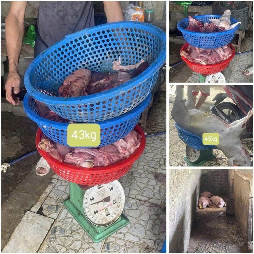 Khởi tố 3 người mua lợn mắc dịch tả châu Phi về giết mổ, bán ra thị trường - ảnh 2