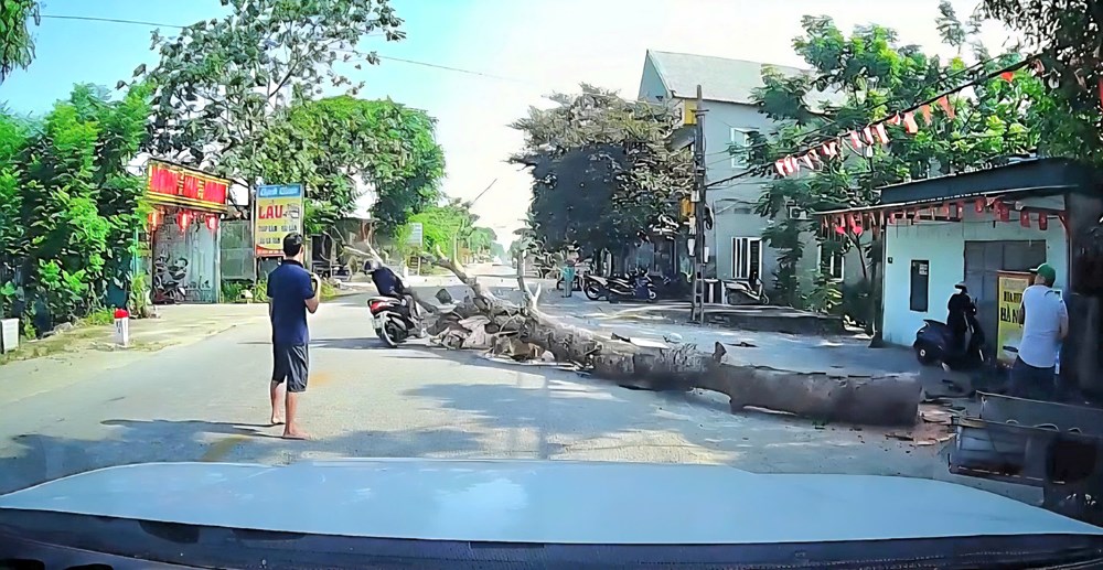 Cây xà cừ bất ngờ đổ, đè trúng người đi xe máy tử vong - ảnh 1