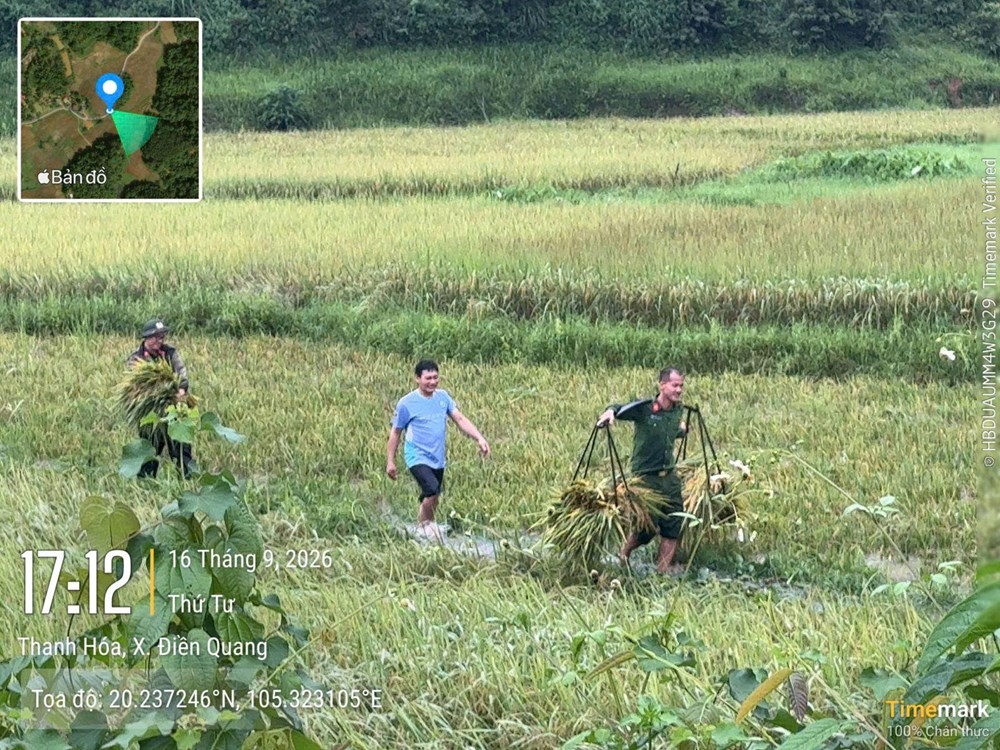 Giữa mưa lũ, Công an Thanh Hóa xuống đồng gặt lúa giúp dân - ảnh 4