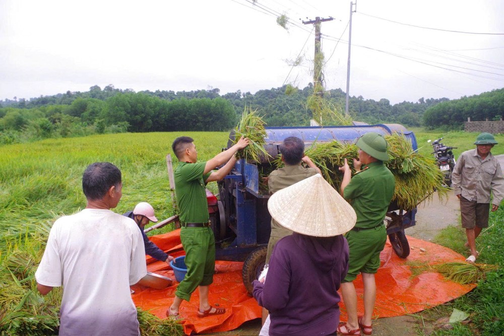 Giữa mưa lũ, Công an Thanh Hóa xuống đồng gặt lúa giúp dân - ảnh 5