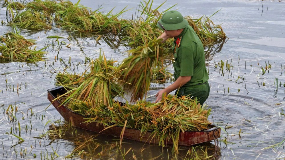 Giữa mưa lũ, Công an Thanh Hóa xuống đồng gặt lúa giúp dân - ảnh 3