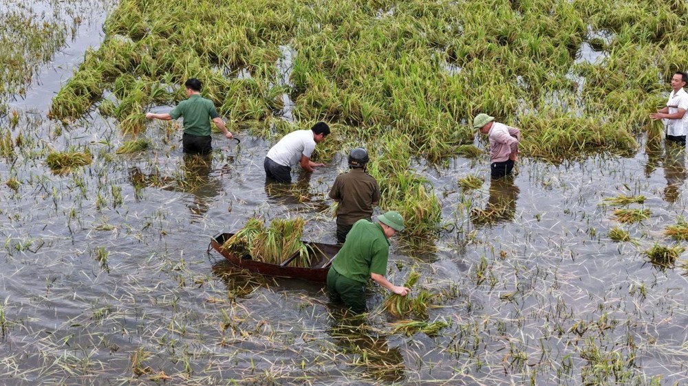 Giữa mưa lũ, Công an Thanh Hóa xuống đồng gặt lúa giúp dân - ảnh 2