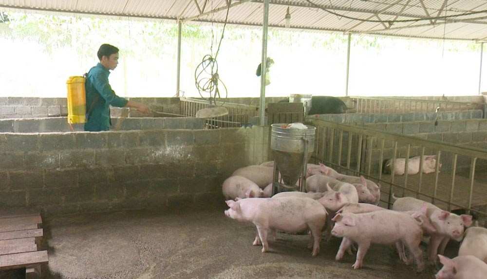 Thái Nguyên xử lý buôn bán lợn bệnh trước nguy cơ dịch tả châu Phi - ảnh 1