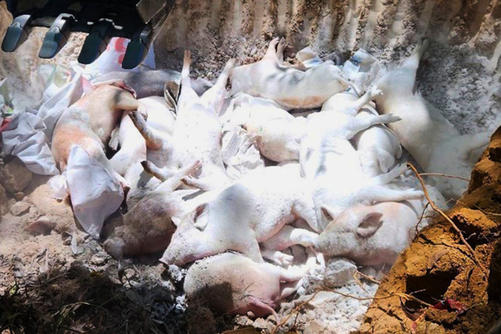 Thái Nguyên xử lý buôn bán lợn bệnh trước nguy cơ dịch tả châu Phi - ảnh 2