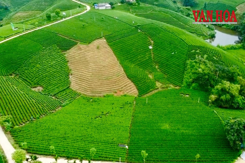 Giữ hồn trà đạo, vươn tầm thương hiệu chè tại Thái Nguyên - ảnh 5