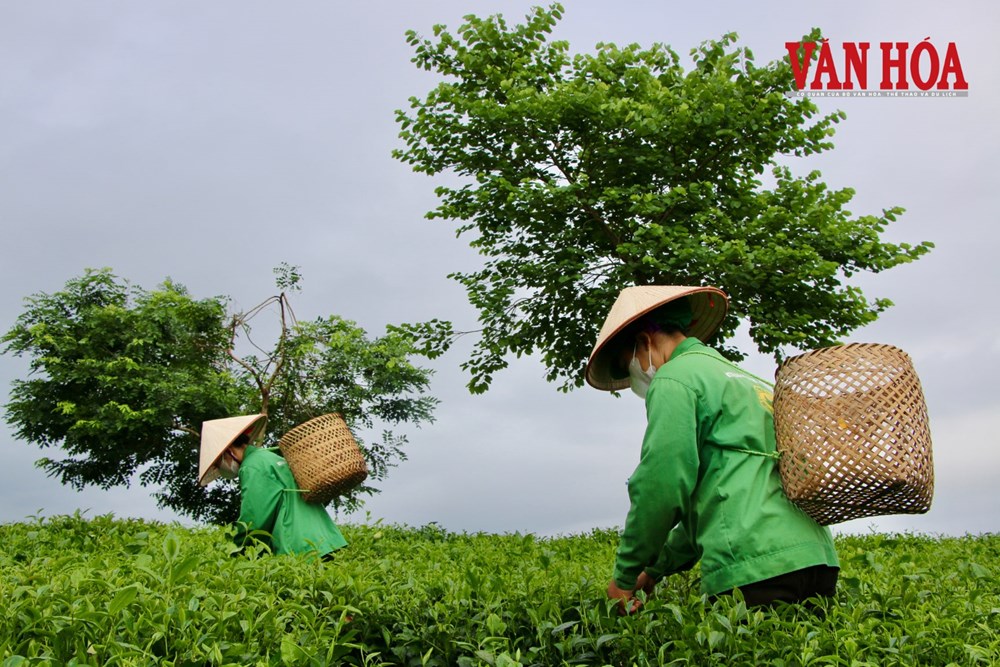 Giữ hồn trà đạo, vươn tầm thương hiệu chè tại Thái Nguyên - ảnh 1