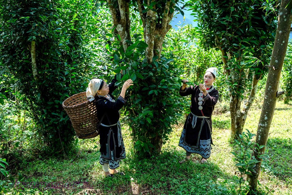 Chè shan tuyết mở lối sinh kế cho người dân rẻo cao vùng biên viễn - ảnh 1