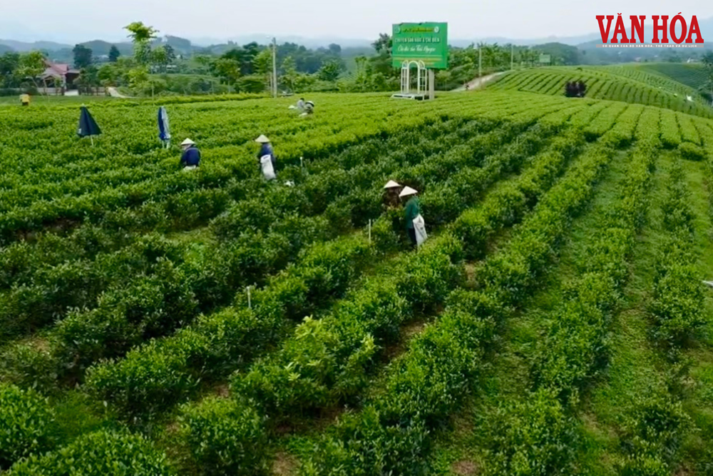 Du lịch cộng đồng mở hướng đi mới cho vùng chè Thái Nguyên - ảnh 1