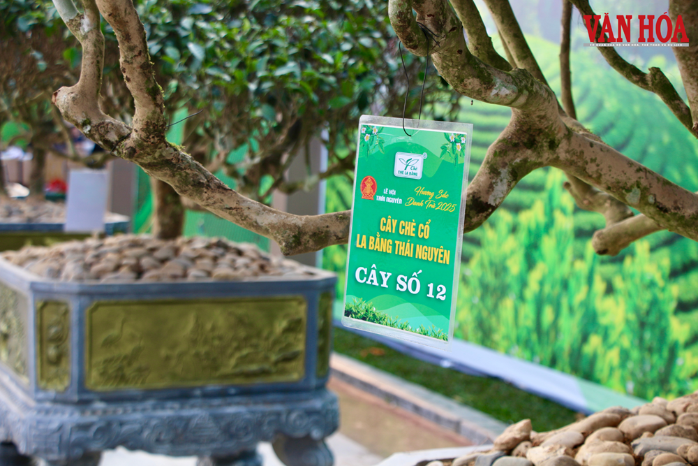 Du lịch cộng đồng mở hướng đi mới cho vùng chè Thái Nguyên - ảnh 4
