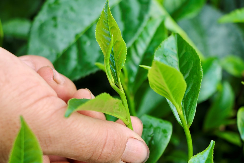 Giữ lấy hồn cốt văn hóa xứ Trà trước áp lực đô thị hóa du lịch - ảnh 2