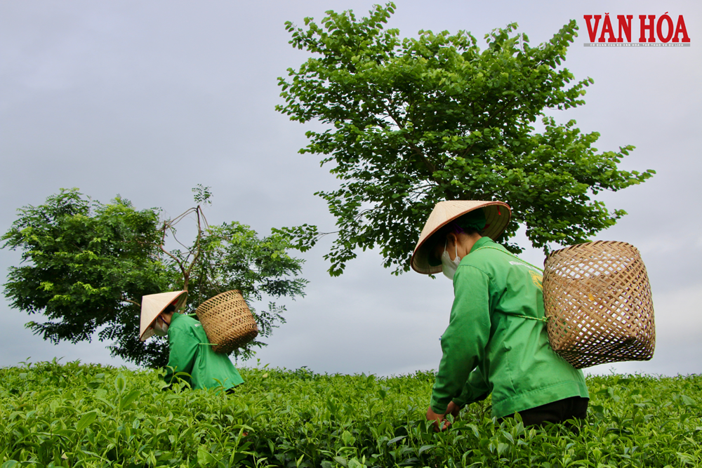 Tái cấu trúc du lịch từ lợi thế vùng chè Thái Nguyên - ảnh 3