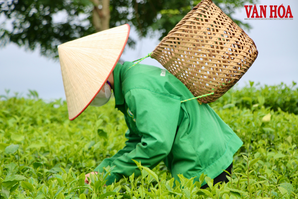 Thái Nguyên hướng tới trung tâm văn hóa vùng Việt Bắc từ lợi thế trà và di sản - ảnh 2