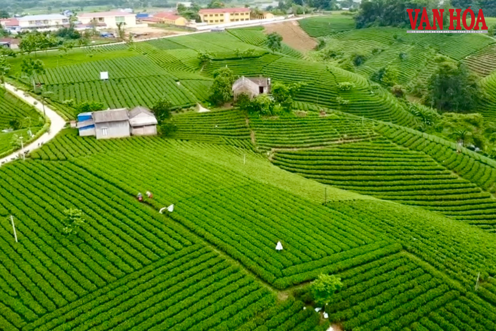 Thái Nguyên hướng tới trung tâm văn hóa vùng Việt Bắc từ lợi thế trà và di sản - ảnh 1