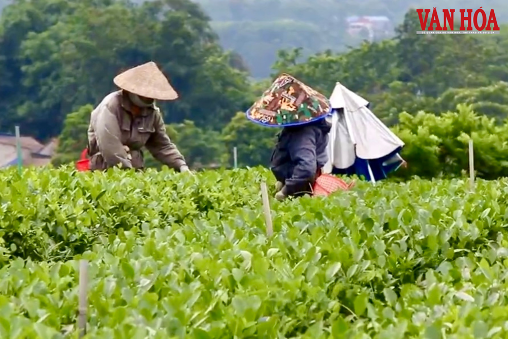 Tân Cương hướng tới trung tâm kinh tế trà và du lịch của Thái Nguyên - ảnh 1