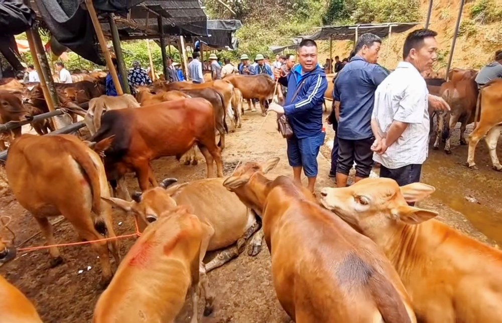 Chợ gia súc lớn nhất miền núi phía Bắc mở cửa trở lại - ảnh 1