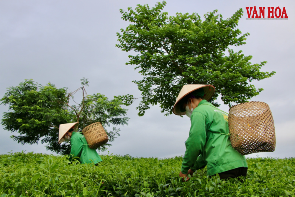 Văn hóa chè mở hướng phát triển du lịch cho Tân Cương - ảnh 1