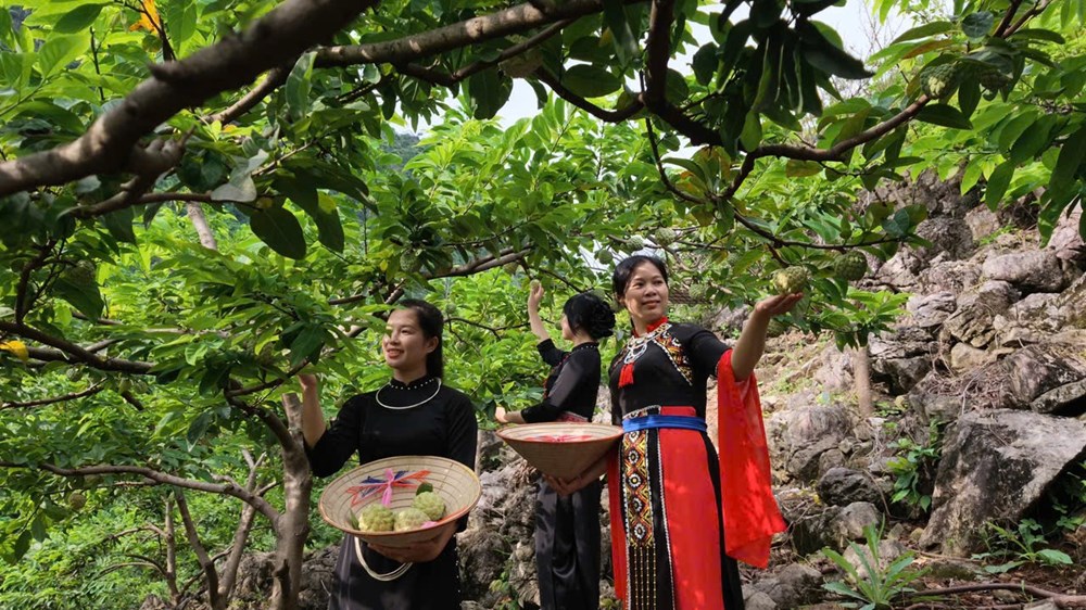 Thái Nguyên đưa nông sản thành điểm hẹn du lịch - ảnh 1