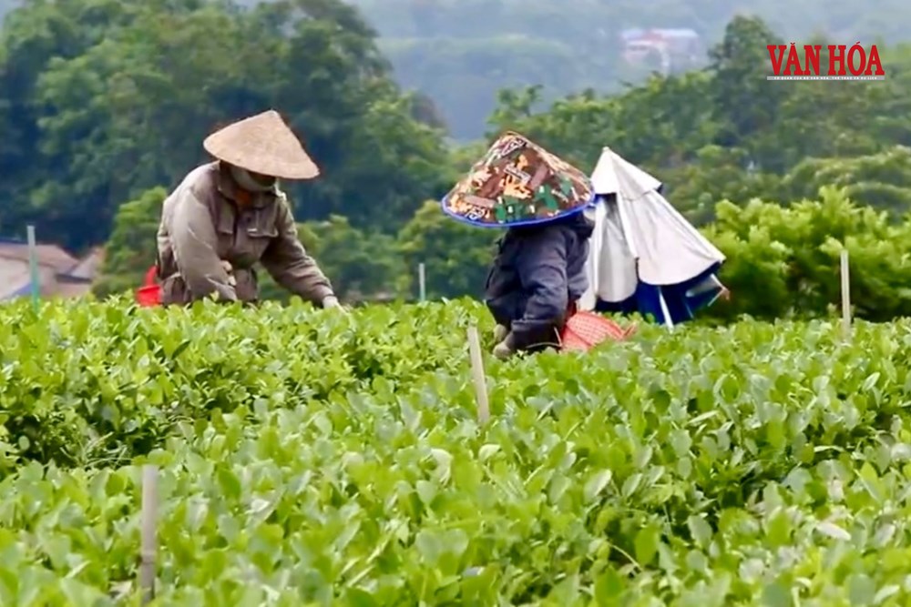 Thái Nguyên phát huy giá trị bản địa để phát triển du lịch - ảnh 3