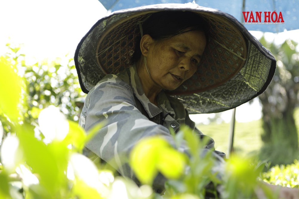 Khám phá nương trà dưới chân đại ngàn Tam Đảo - ảnh 4
