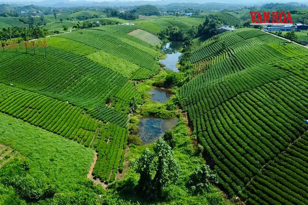 Khám phá nương trà dưới chân đại ngàn Tam Đảo - ảnh 1