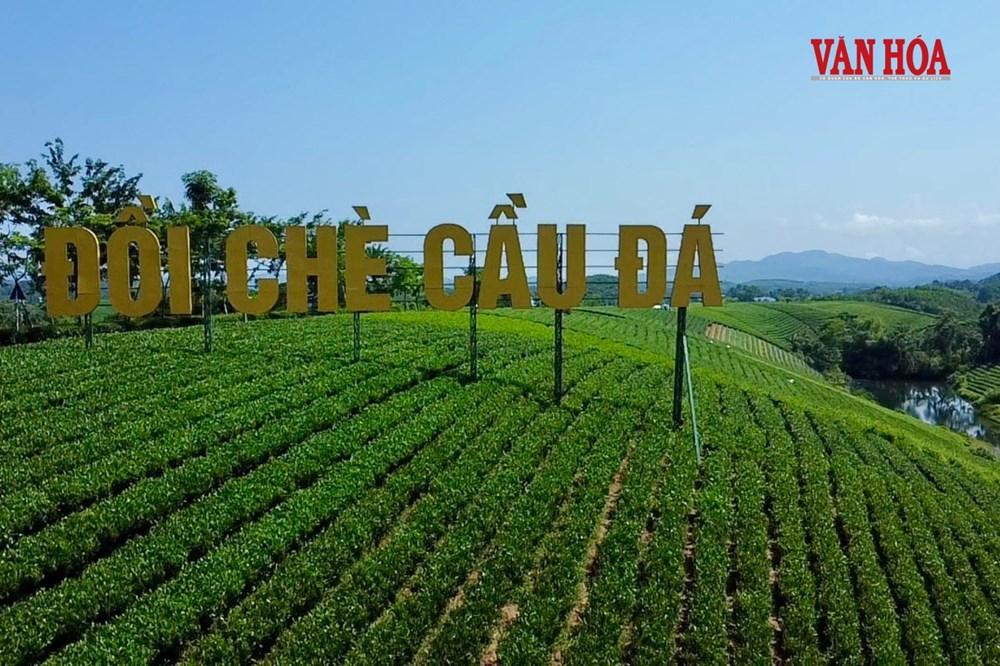 Khám phá nương trà dưới chân đại ngàn Tam Đảo - ảnh 2