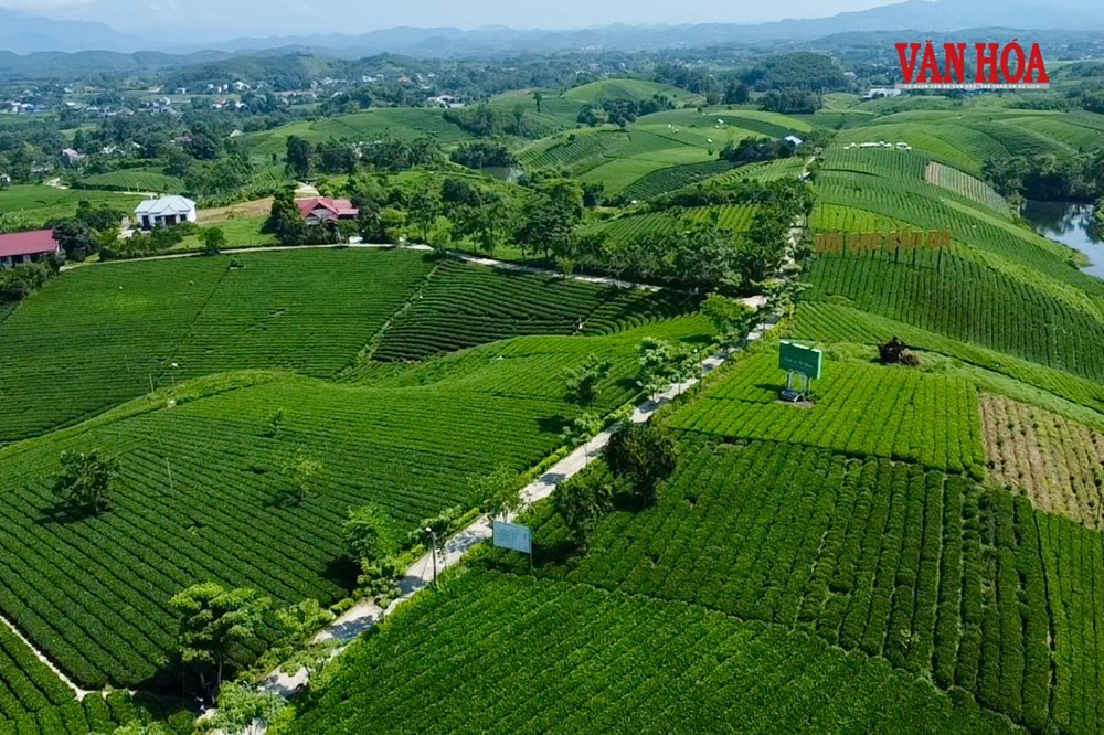 Khám phá nương trà dưới chân đại ngàn Tam Đảo - ảnh 8