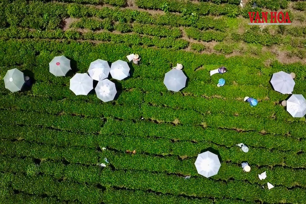 Khám phá nương trà dưới chân đại ngàn Tam Đảo - ảnh 3