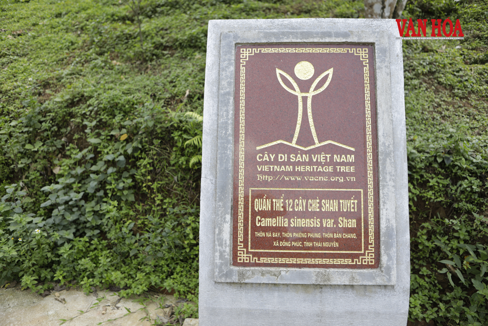 Kỳ 1 - Tìm về vùng di sản chè Shan tuyết cổ thụ giữa mây núi Thái Nguyên - ảnh 3
