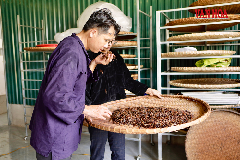 Kỳ 2 - Giữ hồn chè Shan tuyết cổ giữa vùng núi ở Thái Nguyên - ảnh 3