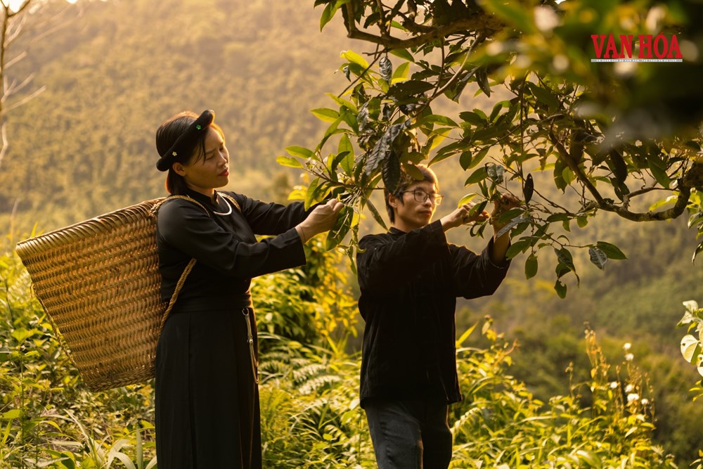 Thái Nguyên sắp diễn ra chuỗi sự kiện văn hóa gắn với di sản trà - ảnh 2