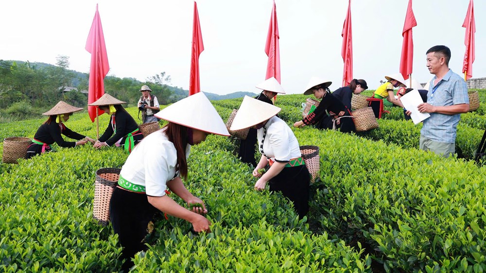 Đánh thức giá trị văn hóa trà Trại Cài từ trải nghiệm di sản - ảnh 5