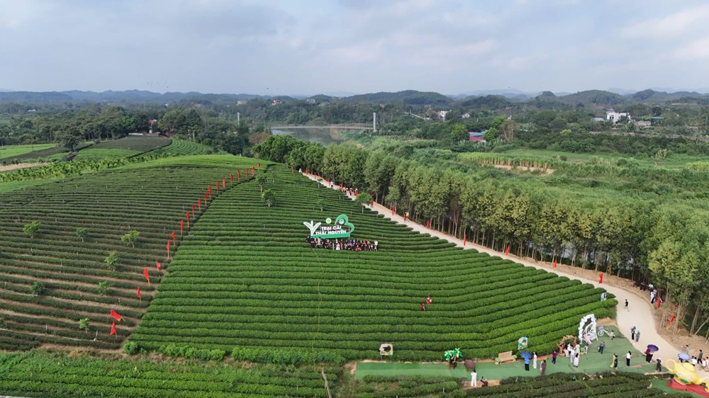 Đánh thức giá trị văn hóa trà Trại Cài từ trải nghiệm di sản - ảnh 1