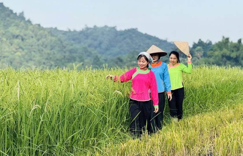 Đưa nghề cốm Hợp Thành trở thành sản phẩm du lịch cộng đồng hấp dẫn - ảnh 2