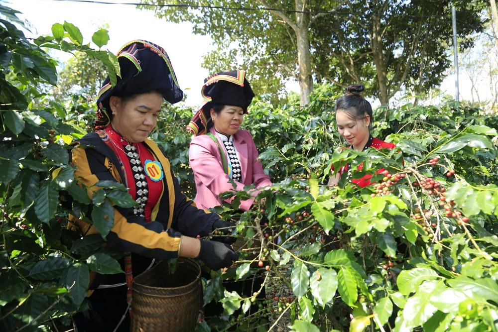 Điện Biên triển khai hỗ trợ sản xuất nông nghiệp các Chương trình mục tiêu quốc gia - ảnh 2