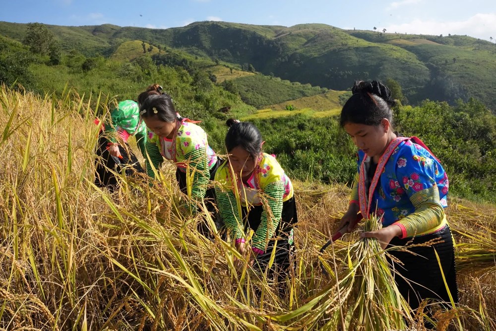 Lễ mừng cơm mới - nét đẹp văn hóa truyền thống dân tộc Mông ở Điện Biên - ảnh 1