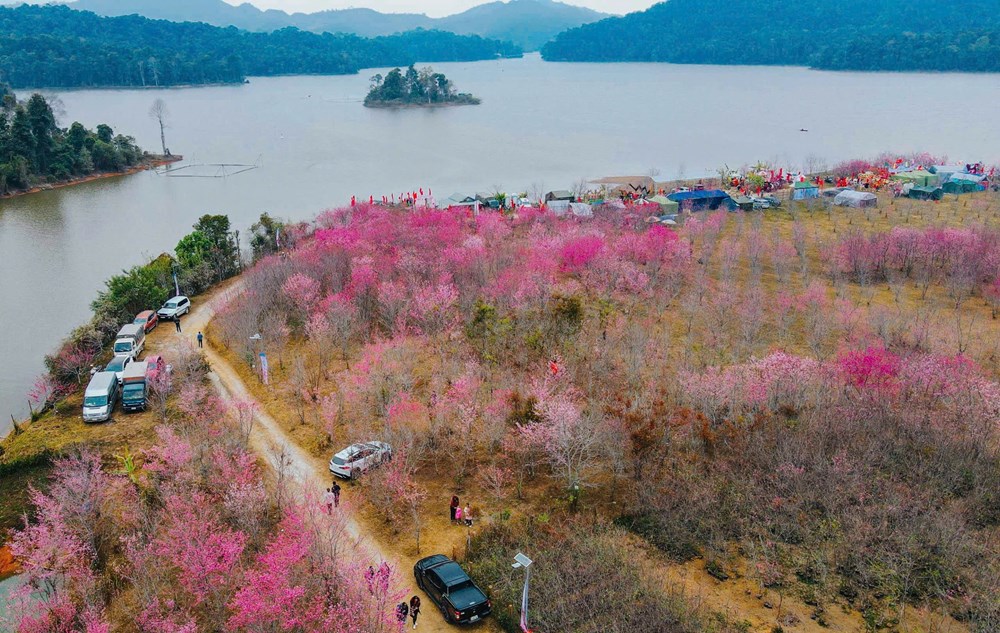 Tết dương lịch lên Mường Phăng ngắm hoa anh đào khoe sắc - ảnh 2