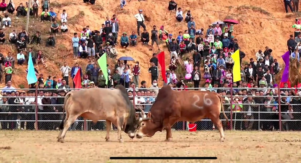 Độc đáo Hội thi đấu bò truyền thống đầu năm mới ở Điện Biên - ảnh 4