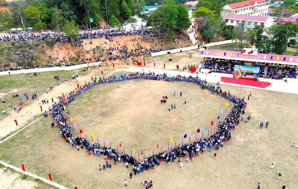 Độc đáo Hội thi đấu bò truyền thống đầu năm mới ở Điện Biên - ảnh 5